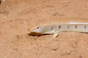 Sandfish: Eastern Sandfish - in sand