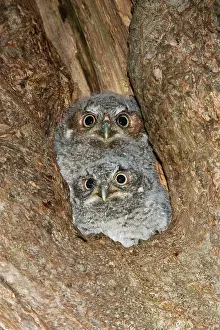 Screech: Eastern Screech-Owl