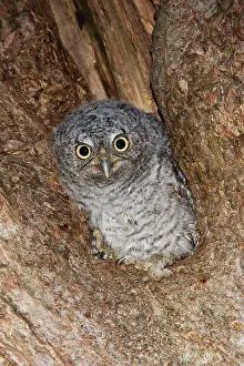 Screech: Eastern Screech-Owl