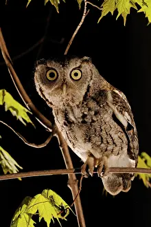 Screech: Eastern Screech Owl