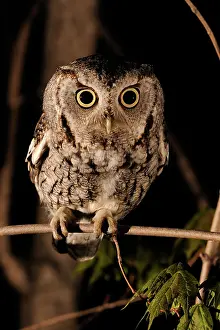 Screech: Eastern Screech Owl