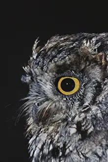 Screech: Eastern Screech Owl