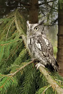 Screech: Eastern Screech Owl