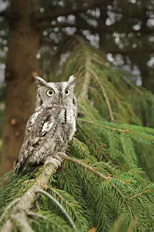 Screech: Eastern Screech Owl