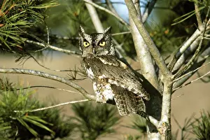 Screech: Eastern Screech Owl