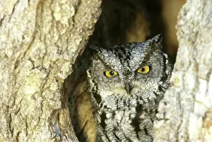 Screech: Eastern Screech Owl