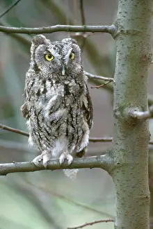 Screech: Eastern Screech Owl