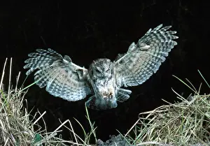 Screech: Eastern Screech Owl