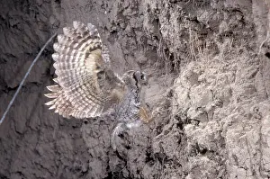 Screech: Eastern Screech Owl