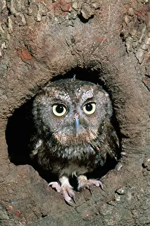 Screech: Eastern Screech Owl