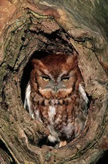 Screech: Eastern Screech Owl