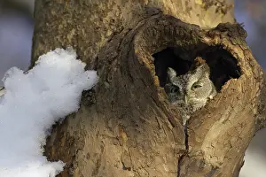 Plane: Eastern Screech-Owl