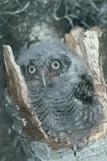 Screech: Eastern Screech Owl