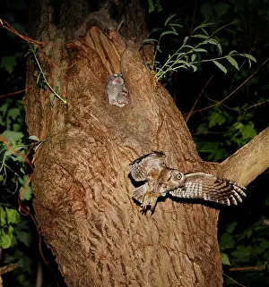 Screech: Eastern Screech-Owl - adult feeding young in nest