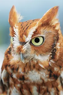 Screech: Eastern screech owl, Florida