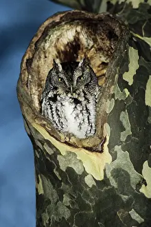 Screech: Eastern Screech-Owl - grey morph, in nest hole