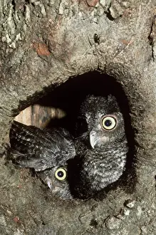 Screech: Eastern Screech Owl nestlings