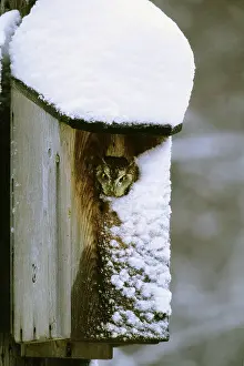 Screech: Eastern Screech-Owl - red morph in owl box in residential