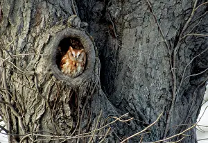 Screech: Eastern Screech-Owl - winter roost in tree
