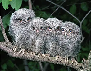 Screech: Eastern Screech-Owls
