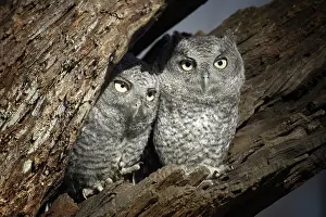Screech: Eastern Screech-Owls