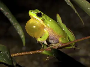 Litoria: Eastern Sedgefrog (Litoria fallax)