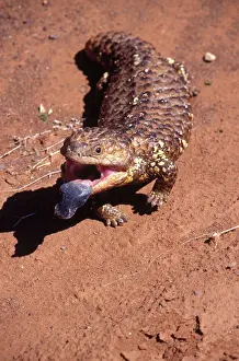 Rugosus: Eastern Shingleback Lizard