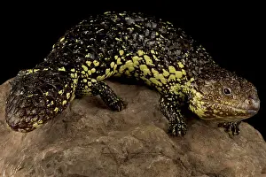 Skink: Eastern shingleback skink (Tiliqua rugosa asper)