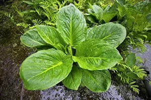 Smelly: Eastern skunk cabbage