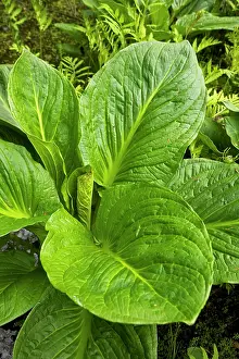 Smelly: Eastern skunk cabbage