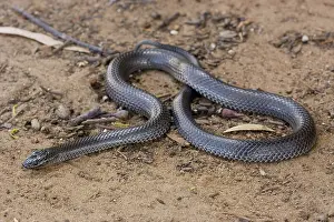 Nigrescens: Eastern Small-eyed Snake