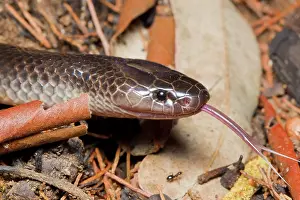Forked: Eastern Small-eyed Snake