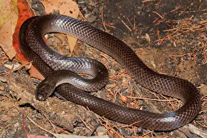 Wandoan: Eastern Small-eyed Snake