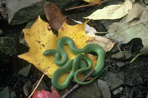 Nonvenomous: Eastern Smooth Green Snake