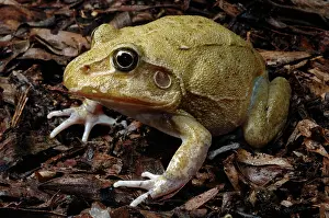 Novaehollandiae: Eastern Snapping Frog, Australia