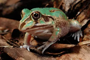 Novaehollandiae: Eastern Snapping Frog, Australia