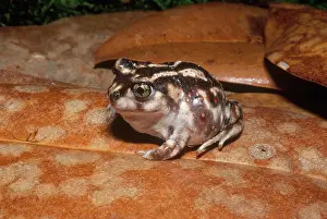 Spadefoot: Eastern Spadefoot
