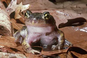 Spadefoot: Eastern Spadefoot