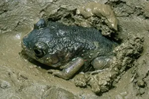 Spadefoot: Eastern Spadefoot Burrowing