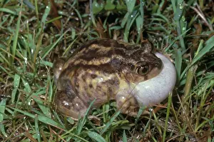 Spadefoot: Eastern Spadefoot Calling