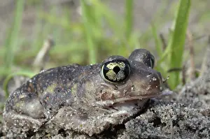 Spadefoot: Eastern Spadefoot Toad