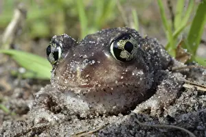 Spadefoot: Eastern Spadefoot Toad