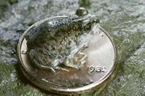 Spadefoot: Eastern Spadefoot Toad
