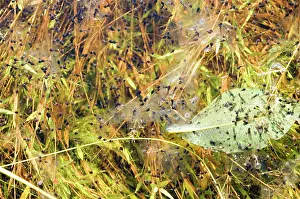 Spadefoot: Eastern Spadefoot Toad Tadpoles