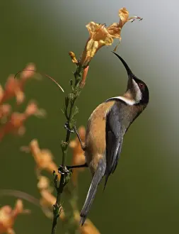 Tenuirostris: Eastern Spinebill