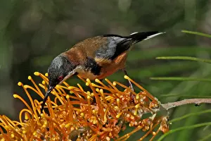 Spinebill: Eastern Spinebill