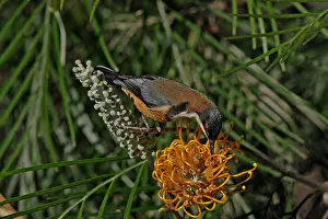 Spinebill: Eastern Spinebill