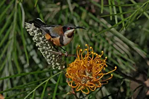 Spinebill: Eastern Spinebill