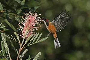 Spinebill: Eastern Spinebill