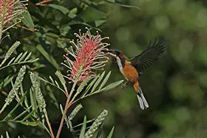 Spinebill: Eastern Spinebill